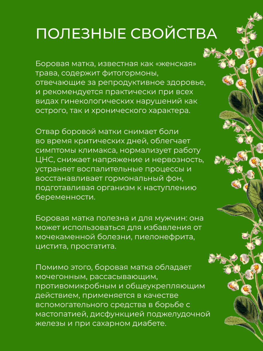 боровая матка (трава) залог женского здоровья TEA(23)-SIB - купить в  интернет-магазине Siberina.ru в Москве